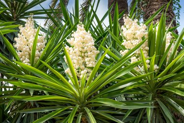 Blooming palm tree yucca. Spain. Elche.