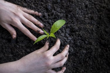 Hands holding and carrying a green young plant. Top view. Banner. New life, eco, sustainable living, zero waste, plastic free, earth day, investment concept.