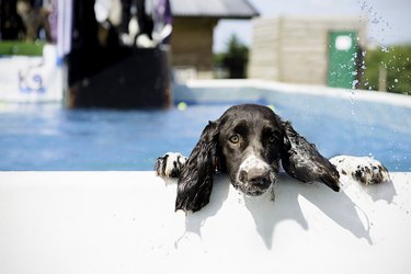Dog cooling down in a swimming pool