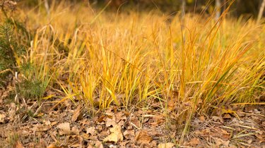 Dry and beautiful grass in the autumn