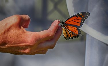 Monarch Butterfly Clinging to Human Hand