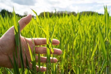 Hand holds green wheat plant