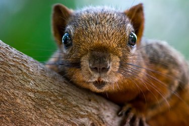 Close-Up Portrait Of Squirrel On Tree