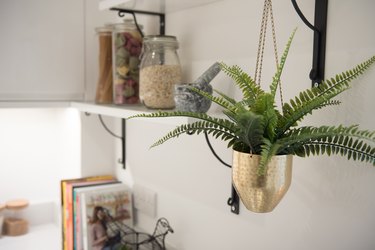 Fern in hanging basket