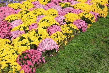 Chrysanthemum in the botanical garden