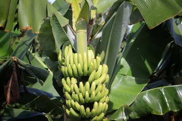 Banana tree with fruit
