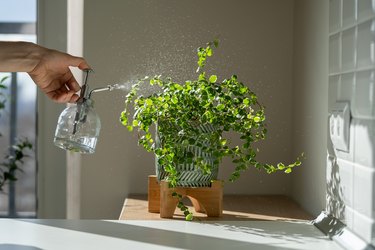 Woman Spraying Ficus Pumila Houseplant, Using Sprayer, Moisturizes Air Surround Leaves At Home