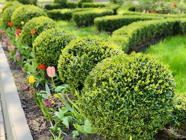 Decorative bushes of evergreen boxwoods in a landscape park.