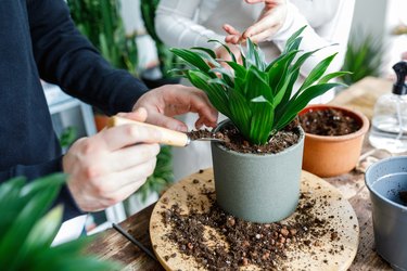 Close up of hands potting flowers in workshop