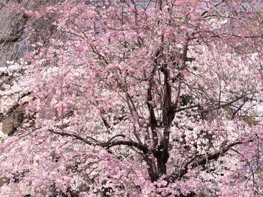 Sakura tree, weeping cherry tree and Yoshino cherry tree