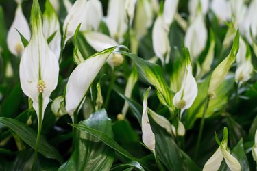 White spathiphyllum background, many spathiphyllum plants in flower shop window, selective focus
