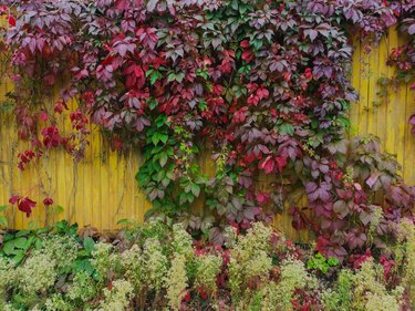 Virginia creeper.