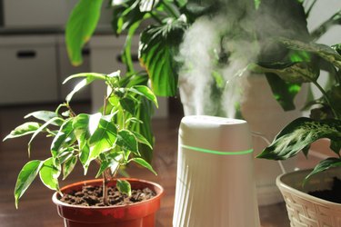Humidifier and houseplants during the heating season, plant care, cleaning and freshening the air in the house for healthy breathing