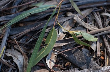 Fresh eucalyptus leaves lying on dried leaves and bark mulch