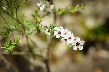 Manuka blossom on stem in spring bokeh background