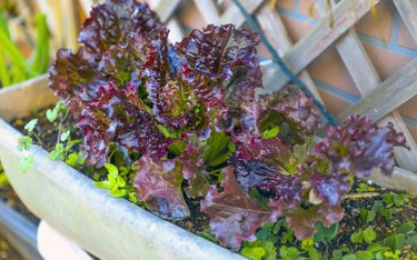 Home grown produce red leaf lettuce