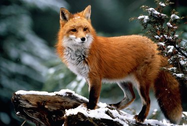 Red fox (Vulpes vulpes) standing on snow-covered log