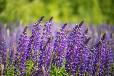 Purple blooming lupines - stock photo