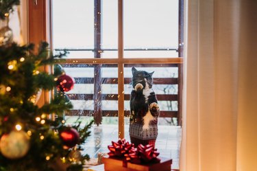 Cat leaning on glass window by Christmas tree