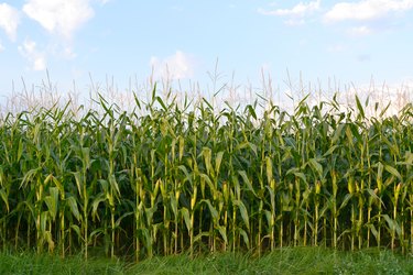 Low Angle View Of Corn Crop Growing In Field