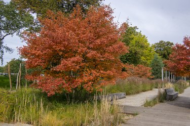 colorful autumnal shrub with branches full of beautiful red, orange, and yellow leaves