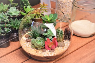 The Sill DIY Terrarium Kit Houseplants in Green