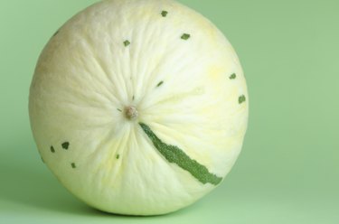 Snowball melon on green background