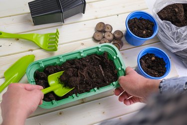 Woman fills rectangular plastic container seedling pot with soil with a shovel