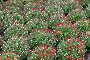 Chrysanthemum in the botanical garden