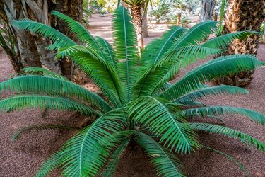 Close up of sago palm (Cycas revoluta)