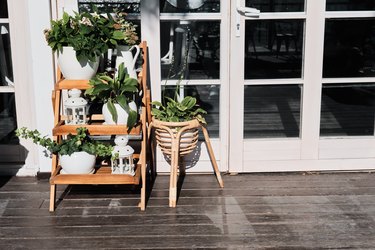 Decorative wooden ladder with indoor plants and flowers in pots. Entrance to eco cafe. Summer sunny day.