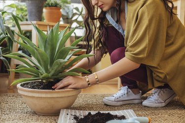 Caucasian woman planting potted plant
