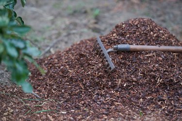 Mulching with pinus sylvestris