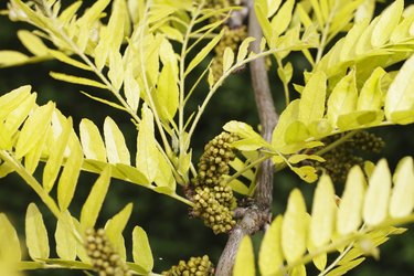 Flower buds honey locust tree Gleditsia triacanthos