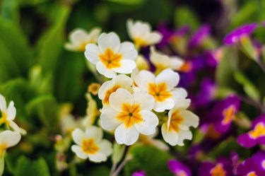 Spring, primrose bloom