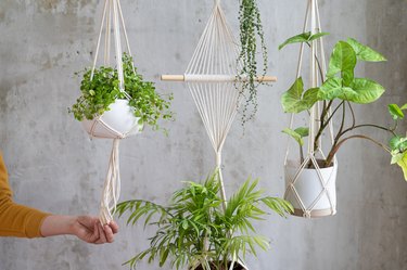 Woman Gardener Holding Macrame Plant Hanger With Houseplant Over Grey Wall. Hobby, Love Of Plants