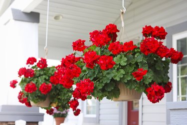 hanging flower baskets