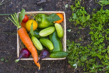 Basket of fresh vegetables in garden