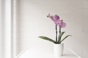 Closeup Of Purple Phalaenopsis Orchid In On White Table Against Painted Brick Wall Background