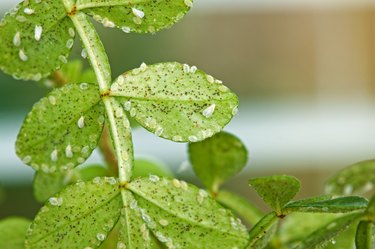 Why Rose Bush Leaves Turn Red