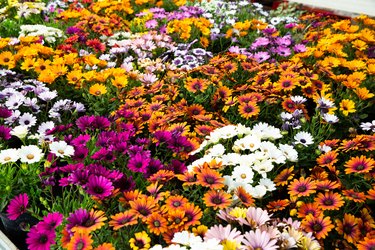 African daisies growing in greenhouse farm