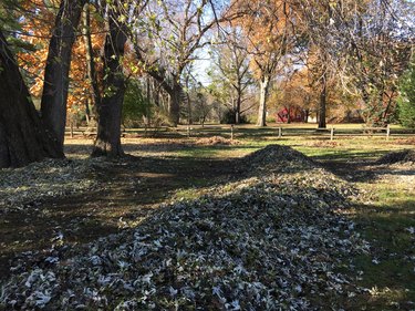 Pile of raked leaves