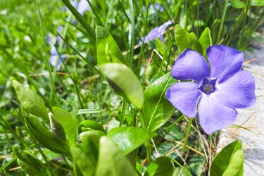 Periwinkle (Vinca minor 'Bowles) in a Country Cottage Garden in Poland