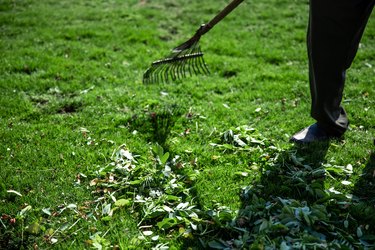 The gardener cleans the garden with a fan rake.