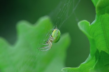 Cucumber green spider in green leaves on tree, selective focus