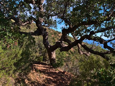 Hiking trail at Cap Roux on the mediterranean coast near Saint-Raphael, French Riviera, France on sunny day in autumn with old cork oak tree and red colored rocks.