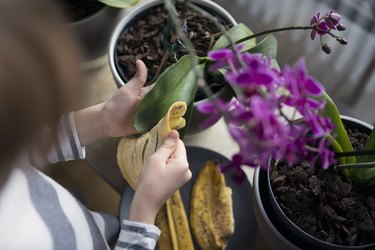 Child (6-7) cleaning the leaves of a potted orchid houseplant with a banana skin