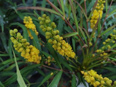 Mahonia eurybracteata subsp. ganpinensis 'Soft Caress'