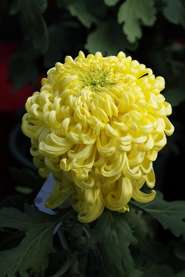 Irregular incurve chrysanthemum