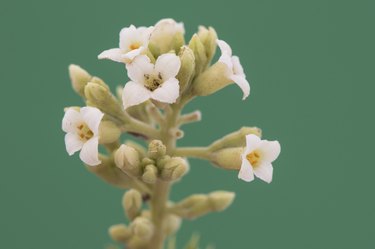 Daphne gnidium Flax-Leaved Daphne small wild shrub with small white flowers of cerulean appearance, yellow stamens and green elongated leaves on deep green background